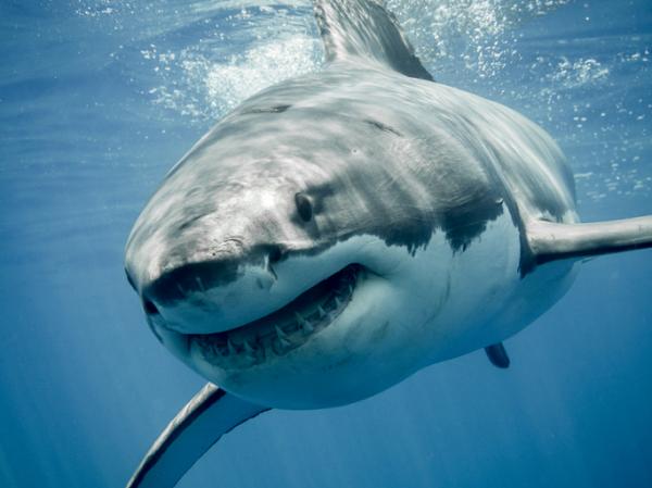 Qué significa soñar con tiburones - Significado de soñar con tiburones blancos
