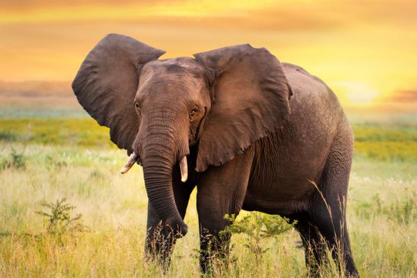 Qué significa soñar con elefantes - Significado de soñar con elefantes grandes