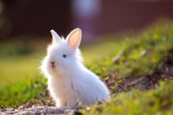 Qué significa soñar con conejos - Qué significa soñar con conejos blancos