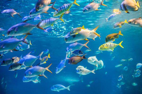 Qué significa soñar con el mar - Qué significa soñar con el mar con peces